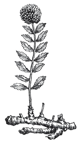 Иллюстрация к книге — Лечение болезней щитовидной железы [_149.jpg]