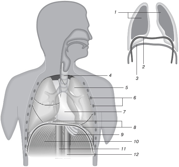 Иллюстрация к книге — Йога. Большая книга лучших асан [Autogen_eBook_id13.jpg]