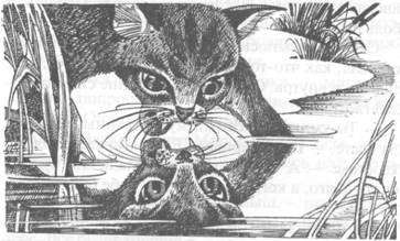 Иллюстрация к книге — Обещание Метеора. Западня [pic_12.jpg]