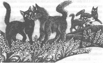 Иллюстрация к книге — Обещание Метеора. Западня [pic_36.jpg]