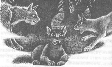 Иллюстрация к книге — Обещание Метеора. Западня [pic_42.jpg]