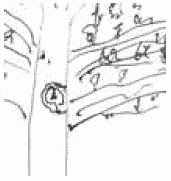 Иллюстрация к книге — Покажи мне свою сумочку – и я скажу, кто ты. 32 фокуса визуальной психодиагностики [i_104.jpg]