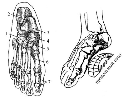 Иллюстрация к книге — Плоскостопие. Легкая походка - здоровый позвоночник [Autogen_eBook_id2.jpg]