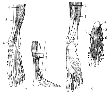 Иллюстрация к книге — Плоскостопие. Легкая походка - здоровый позвоночник [Autogen_eBook_id7.jpg]