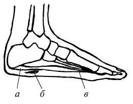 Иллюстрация к книге — Плоскостопие. Легкая походка - здоровый позвоночник [Autogen_eBook_id8.jpg]