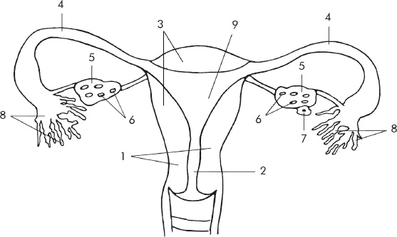 Иллюстрация к книге — Беременность после 30 лет, или Осознанное материнство [_1.jpg]