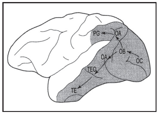 Иллюстрация к книге — Мысленные образы. Когнитивный подход [i_011.jpg]