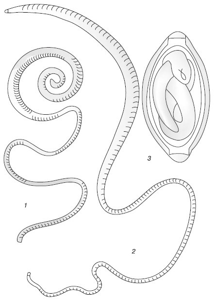 Иллюстрация к книге — Паразиты. Лучшие способы профилактики и очищения [i_002.jpg]