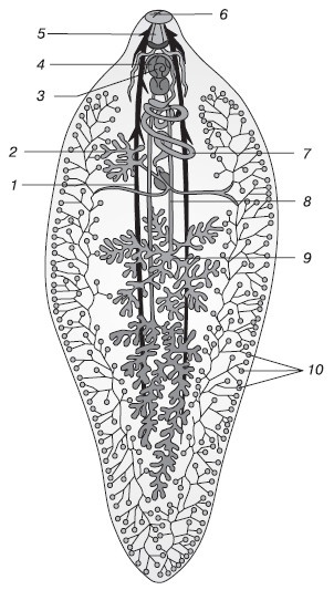 Иллюстрация к книге — Паразиты. Лучшие способы профилактики и очищения [i_004.jpg]
