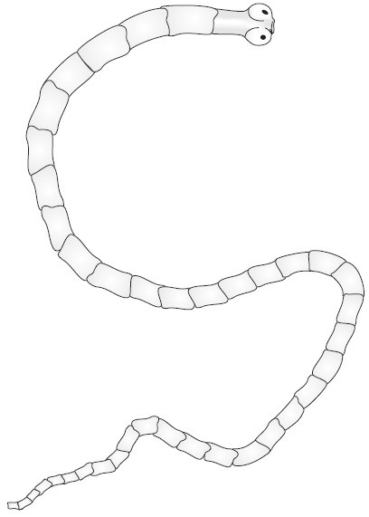 Иллюстрация к книге — Паразиты. Лучшие способы профилактики и очищения [i_008.jpg]