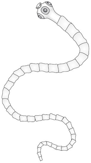 Иллюстрация к книге — Паразиты. Лучшие способы профилактики и очищения [i_009.jpg]