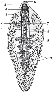 Иллюстрация к книге — Избавляемся от паразитов и болезней навсегда [_02.jpg]