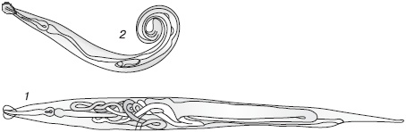 Иллюстрация к книге — Избавляемся от паразитов и болезней навсегда [_03.jpg]