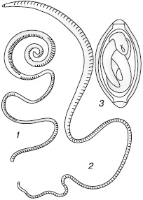 Иллюстрация к книге — Избавляемся от паразитов и болезней навсегда [_06.jpg]