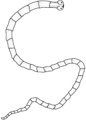 Иллюстрация к книге — Избавляемся от паразитов и болезней навсегда [_08.jpg]