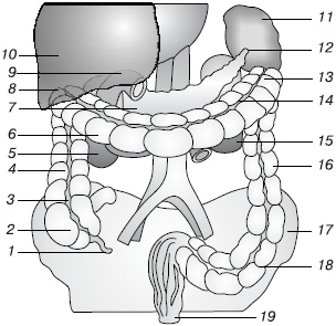Иллюстрация к книге — Избавляемся от паразитов и болезней навсегда [_10.jpg]