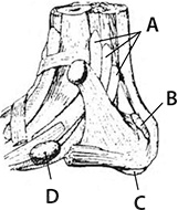 Иллюстрация к книге — Здоровые стопы [i_004.jpg]