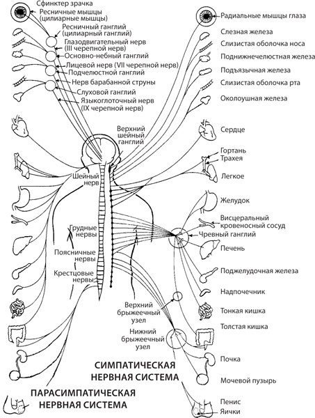 Иллюстрация к книге — Чудо-вода [i_022.jpg]