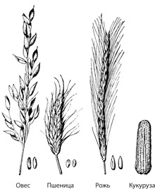 Иллюстрация к книге — Чудо-вода [i_067.jpg]