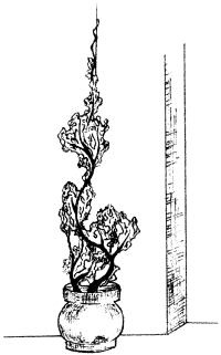 Иллюстрация к книге — Молодость и долголетие с фэн-шуй [i_021.jpg]