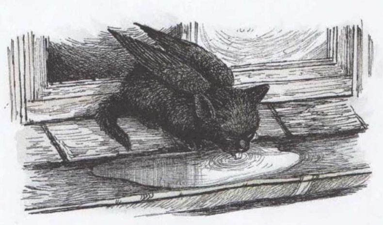 Иллюстрация к книге — Крылатые кошки возвращаются [i_011.jpg]