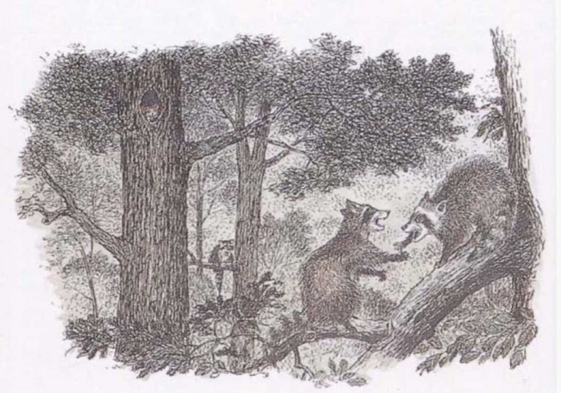 Иллюстрация к книге — Крылатые кошки [i_018.jpg]