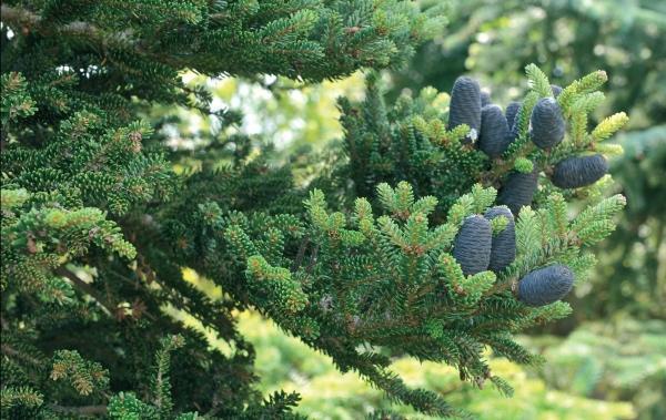 Иллюстрация к книге — Миллион растений для вашего сада [_01.jpg]