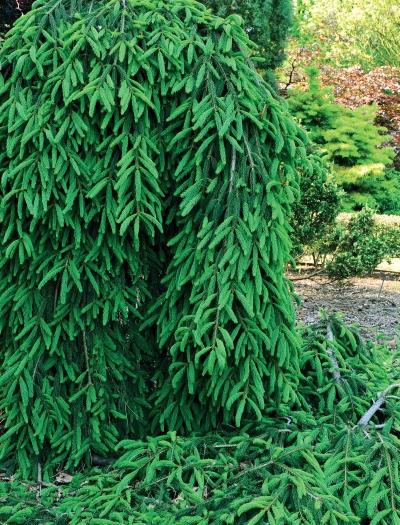 Иллюстрация к книге — Миллион растений для вашего сада [_03.jpg]