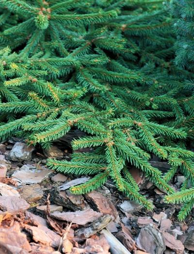 Иллюстрация к книге — Миллион растений для вашего сада [_04.jpg]