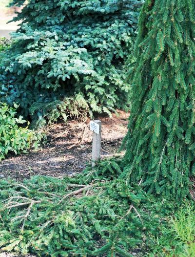 Иллюстрация к книге — Миллион растений для вашего сада [_05.jpg]