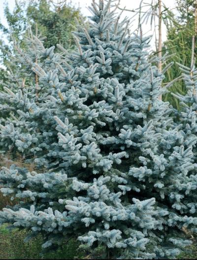 Иллюстрация к книге — Миллион растений для вашего сада [_07.jpg]