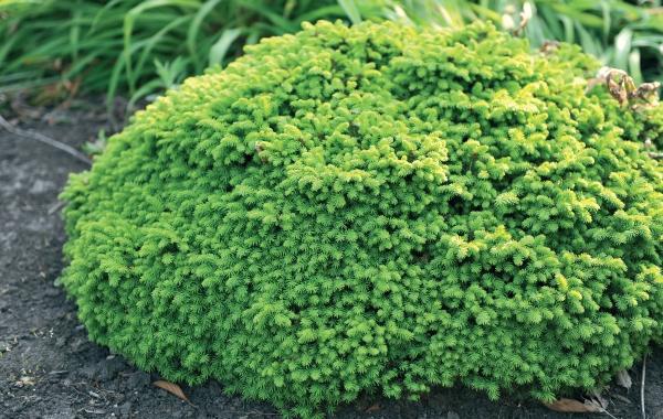 Иллюстрация к книге — Миллион растений для вашего сада [_08.jpg]