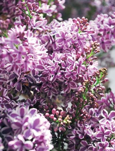 Иллюстрация к книге — Миллион растений для вашего сада [_101.jpg]