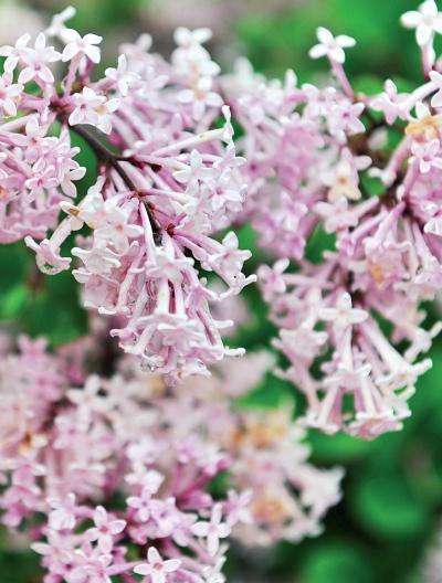 Иллюстрация к книге — Миллион растений для вашего сада [_103.jpg]