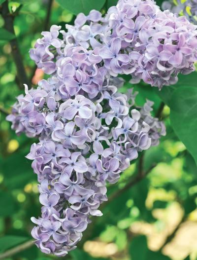 Иллюстрация к книге — Миллион растений для вашего сада [_104.jpg]