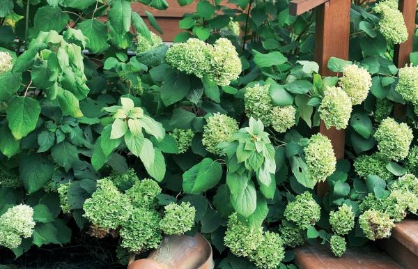 Иллюстрация к книге — Миллион растений для вашего сада [_105.jpg]