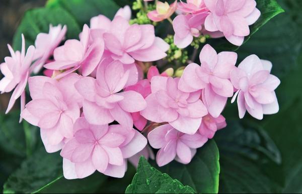 Иллюстрация к книге — Миллион растений для вашего сада [_108.jpg]