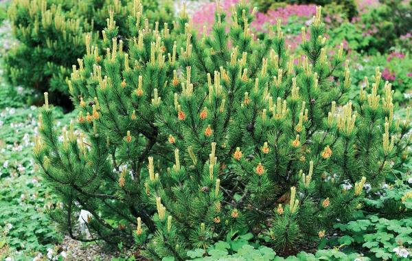 Иллюстрация к книге — Миллион растений для вашего сада [_11.jpg]