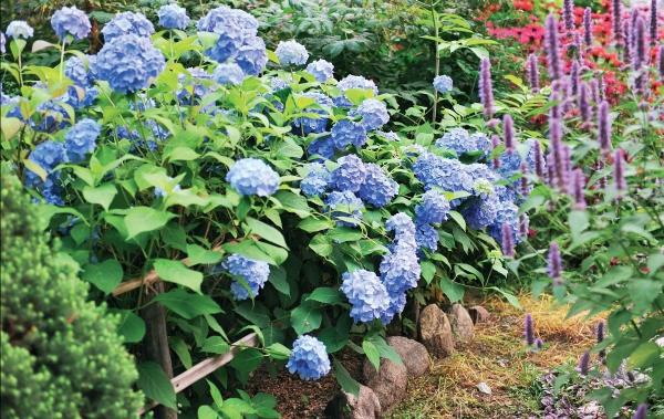 Иллюстрация к книге — Миллион растений для вашего сада [_110.jpg]