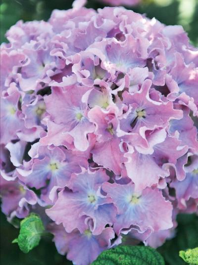 Иллюстрация к книге — Миллион растений для вашего сада [_111.jpg]