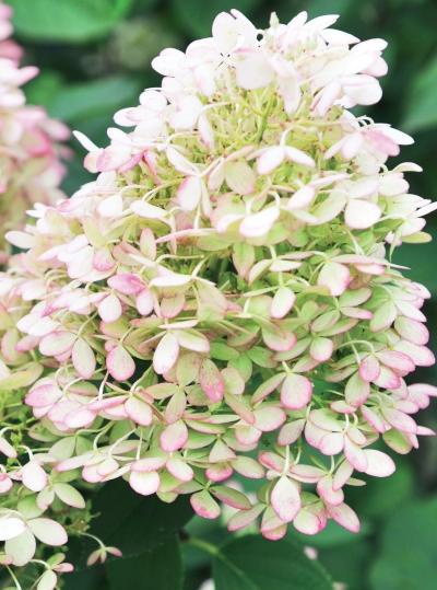 Иллюстрация к книге — Миллион растений для вашего сада [_113.jpg]