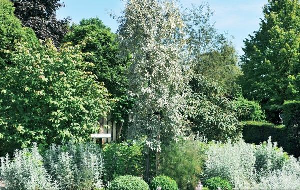 Иллюстрация к книге — Миллион растений для вашего сада [_118.jpg]