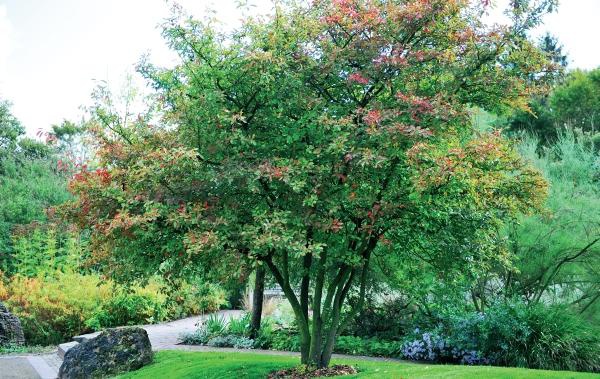 Иллюстрация к книге — Миллион растений для вашего сада [_119.jpg]