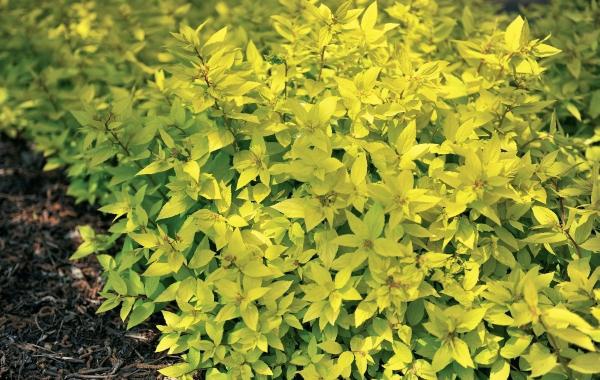 Иллюстрация к книге — Миллион растений для вашего сада [_120.jpg]