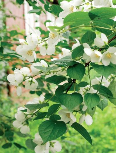 Иллюстрация к книге — Миллион растений для вашего сада [_121.jpg]