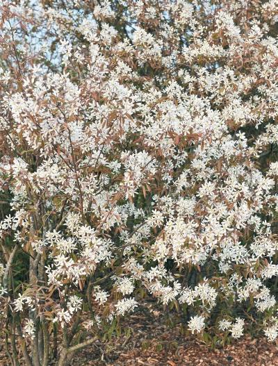 Иллюстрация к книге — Миллион растений для вашего сада [_122.jpg]