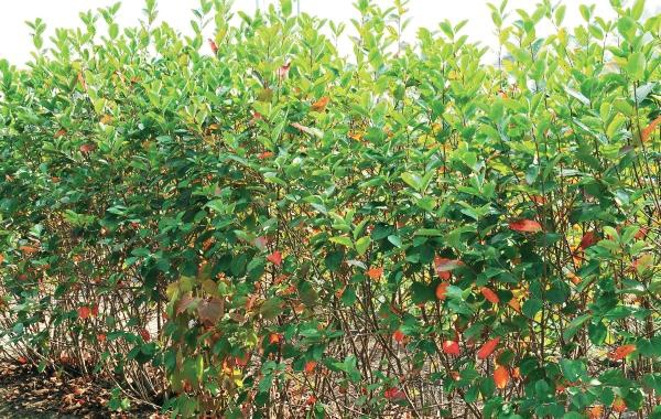 Иллюстрация к книге — Миллион растений для вашего сада [_123.jpg]