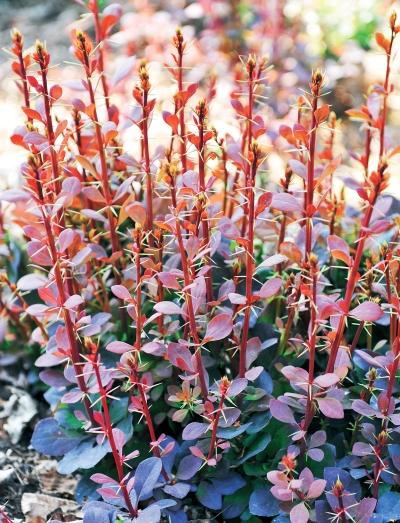 Иллюстрация к книге — Миллион растений для вашего сада [_124.jpg]