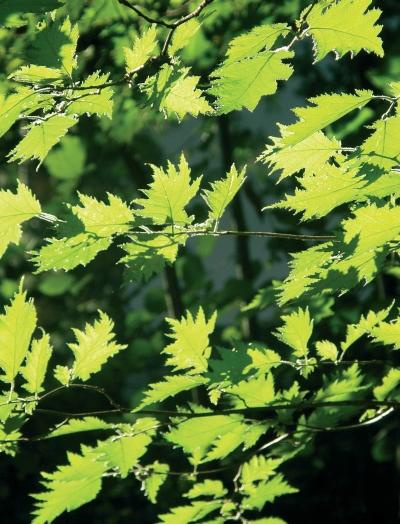 Иллюстрация к книге — Миллион растений для вашего сада [_128.jpg]