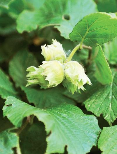 Иллюстрация к книге — Миллион растений для вашего сада [_129.jpg]